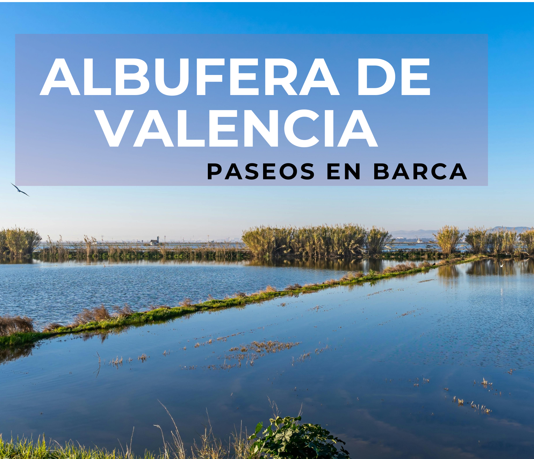 Paseos en barca por la albufera de Valencia